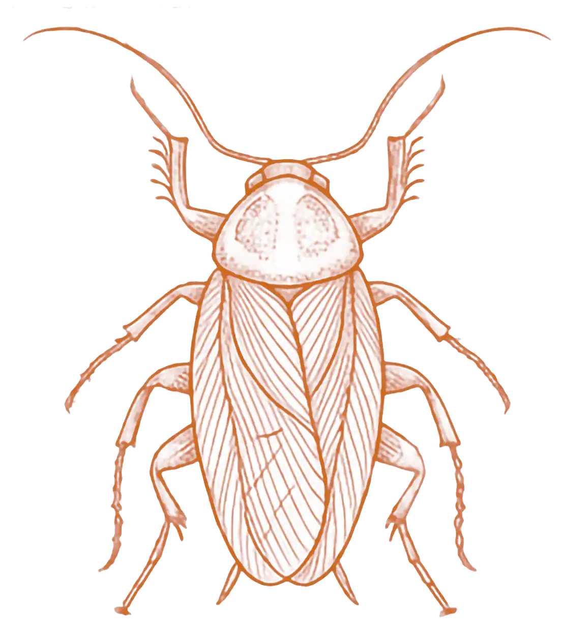 Cockroach
