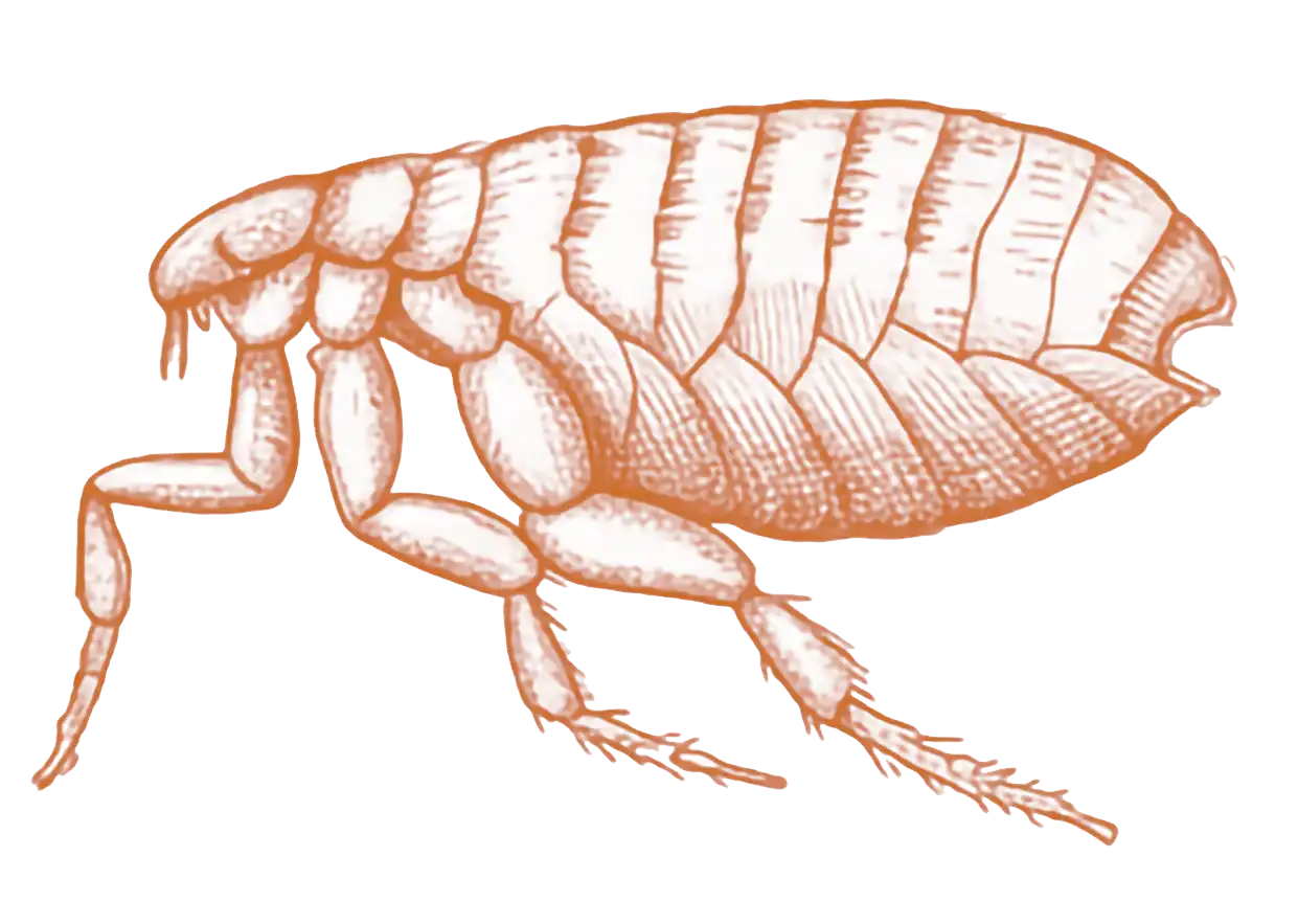 Fleas