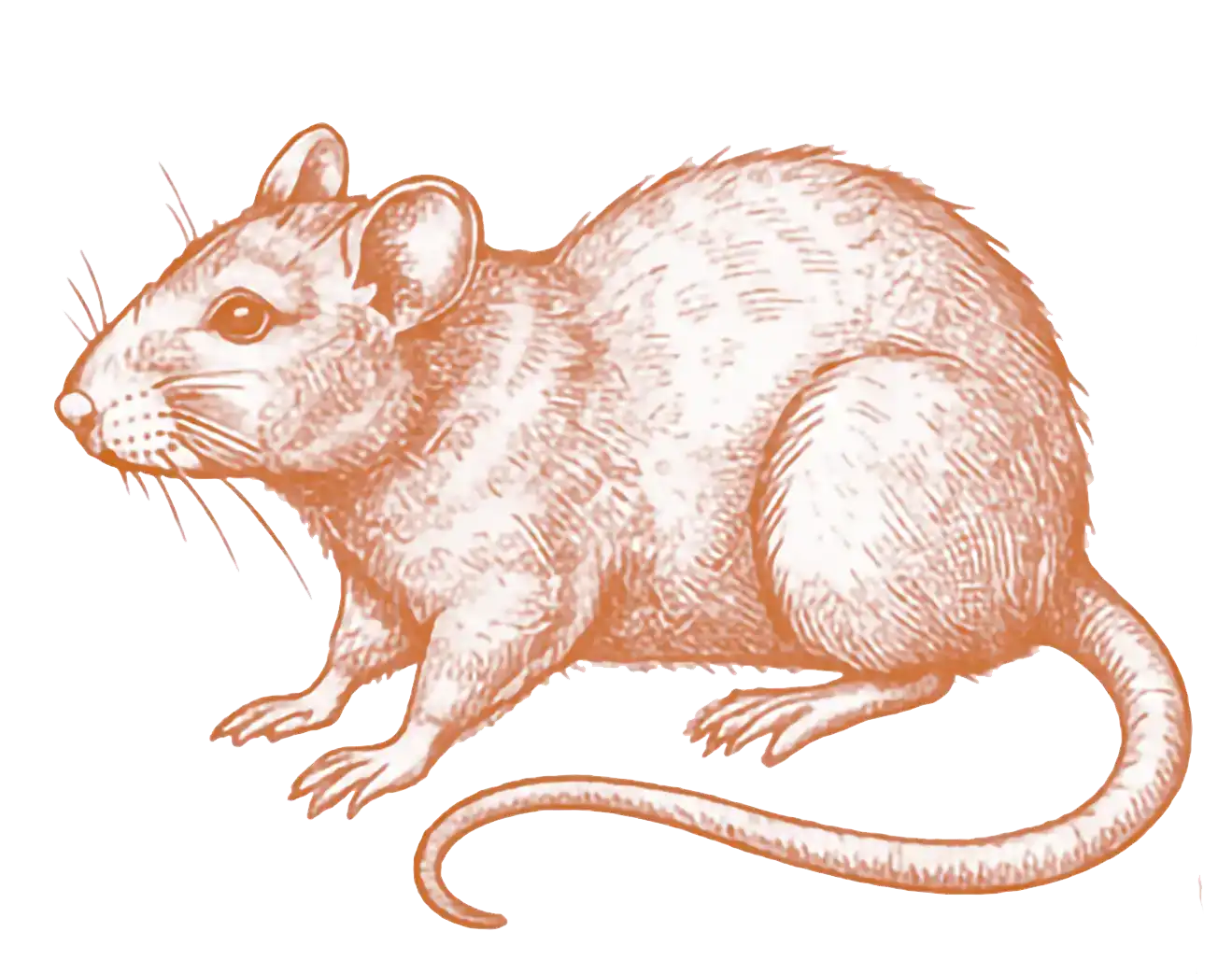 Rodents